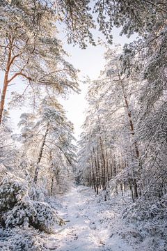 Winter Wonderland - White World in the Netherlands by Wandeldingen