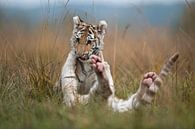 Royal Bengal Tigers ( Panthera tigris ), young cubs, siblings, playing, wrestling, romging in high g van wunderbare Erde thumbnail