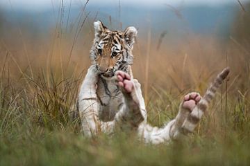 Royal Bengal Tigers ( Panthera tigris ), young cubs, siblings, playing, wrestling, romging in high g van wunderbare Erde