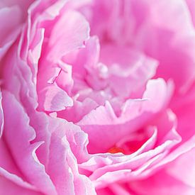 Roze boerenpioen van Laura Wubben