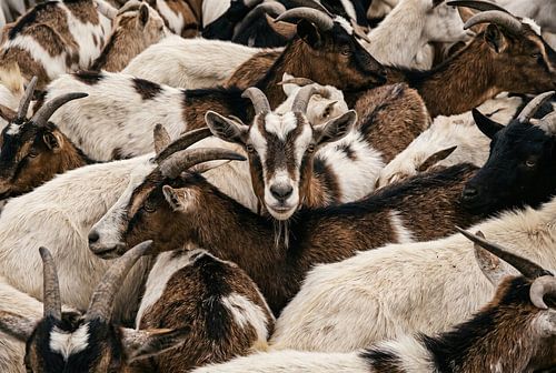 Herd of Goats