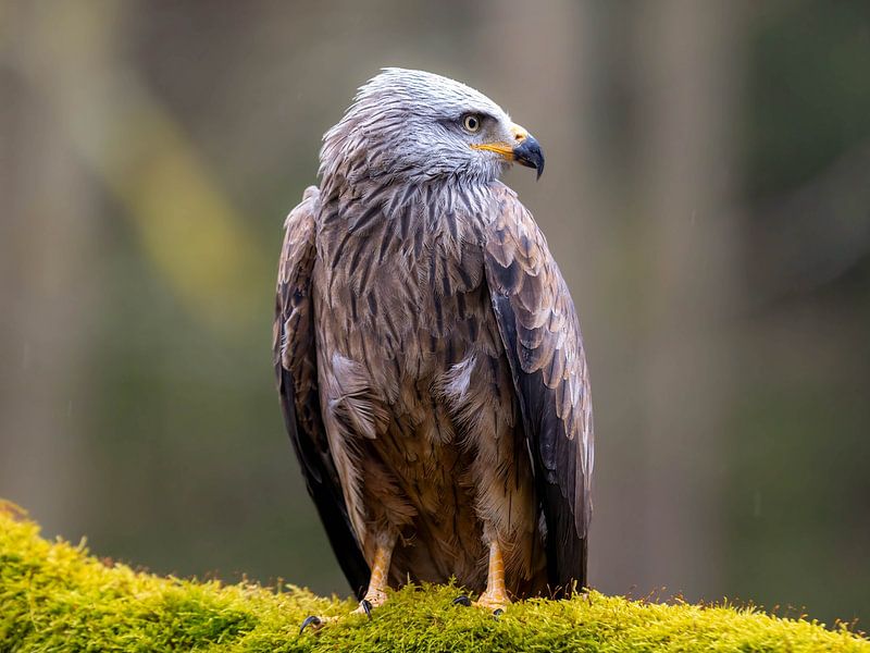 Black Kite by Manuel Weiter