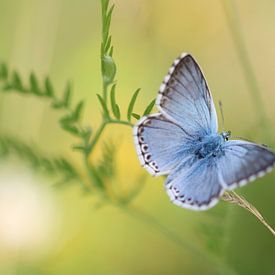 Zilvergroene blauwtje - Polyommatus coridon van Iris Volkmar