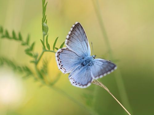 Zilvergroene blauwtje - Polyommatus coridon
