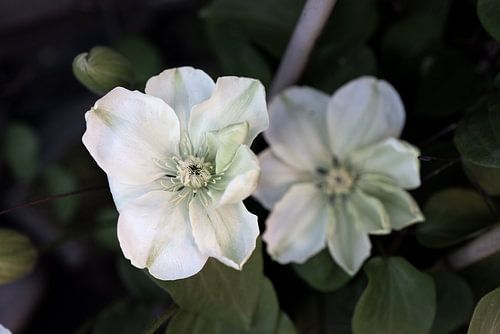 De eerste bloemen in de tuin in het Emsland
