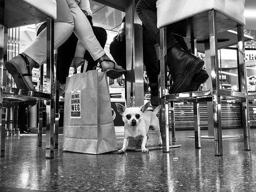 Straßenhund zwischen Barhockern