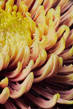 closeup van een  chrysanthemum morifolium van Youri Mahieu
