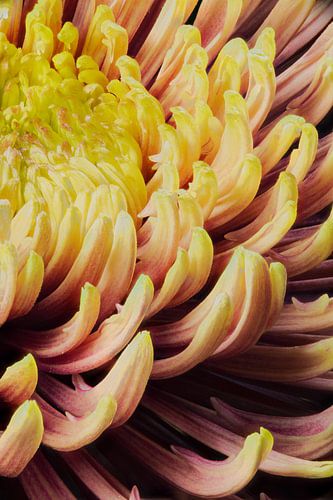 Nahaufnahme einer Chrysantheme (Chrysanthemum morifolium)