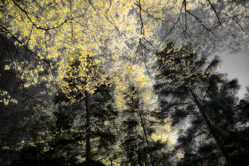 Bos goud - lichtgevende natuur in geel en zwart van Matthias Edition
