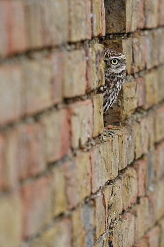 Kiekeboe! Steenuil kijkt om de hoek vanuit oude muur