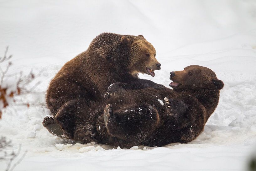 Zwei Braunbären (Ursus arctos) von Dirk Rüter