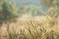 Golden glow in the Spanish garden by Arja Schrijver Photography thumbnail