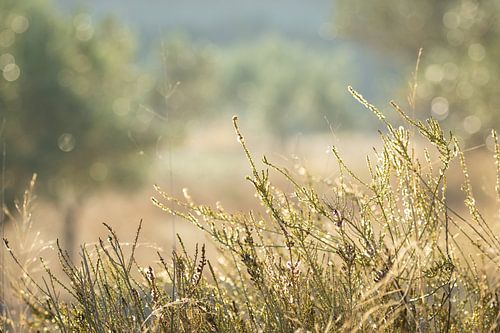 Gouden gloed in de Spaanse tuin