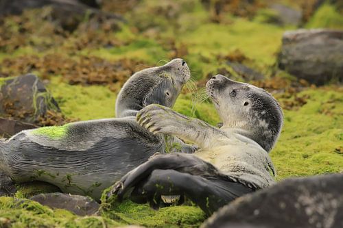Zeehondenpups op het wad