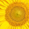 Fleur au soleil, Tournesol sur Caroline Drijber
