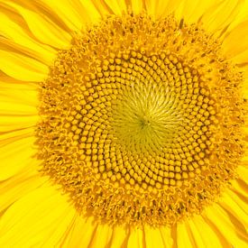 Flower in the Sun, Sunflower by Caroline Drijber