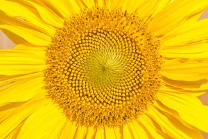 Blume in der Sonne, Sonnenblume