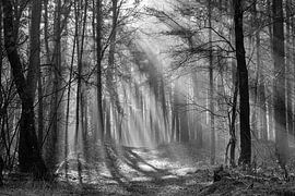 Mysterieus bos vol zonneharpen