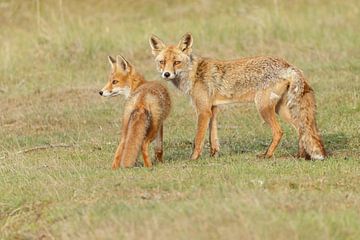 Red fox and cub by Menno Schaefer