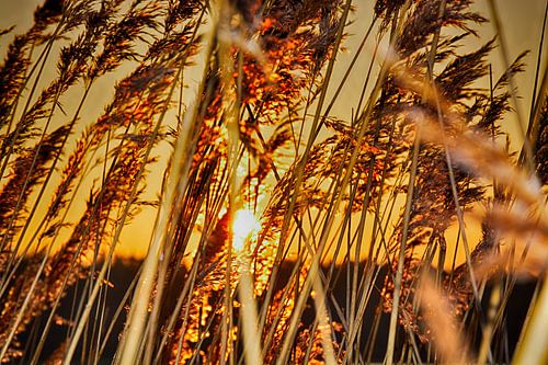 Zonsondergang achter riet