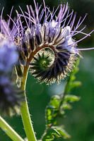 Veldbloem macro