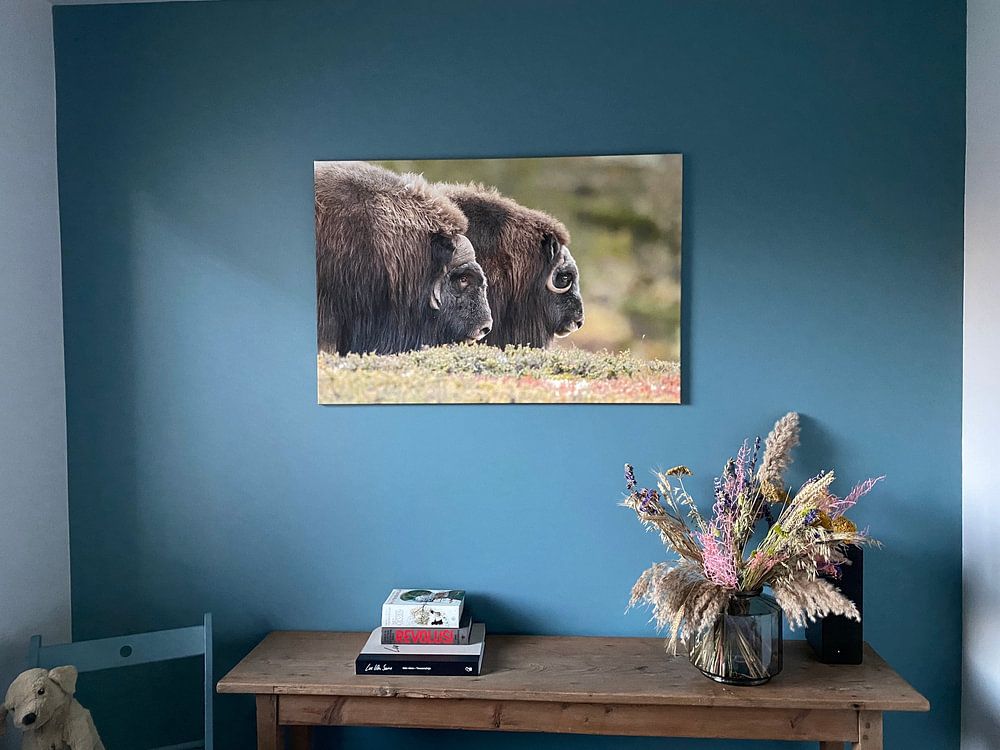 Moschusochse im Dovrefjell  von Menno Schaefer 