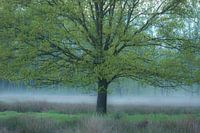 Mist onder de Eik
