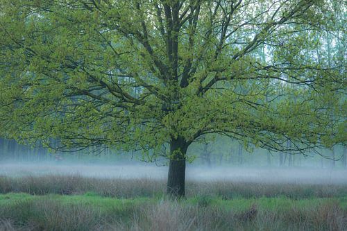 Nebel unter der Eiche
