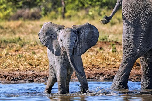 Junger Elefant spielt im Wasser, Etosha, Namibia