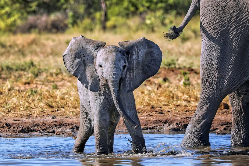 Jonge olifant speelt in het water, Etosha, Namibië van W. Woyke