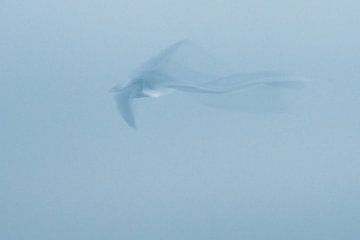 ICM - long exposure bird 2