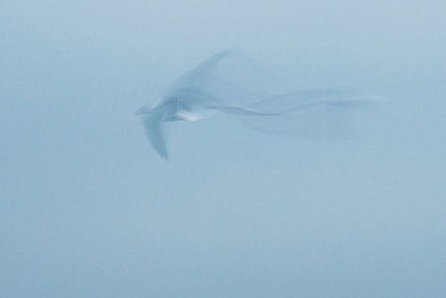 ICM - long exposure bird 2 by Erik Reijnders