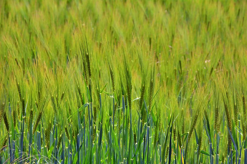 Oren van Edgar Schermaul