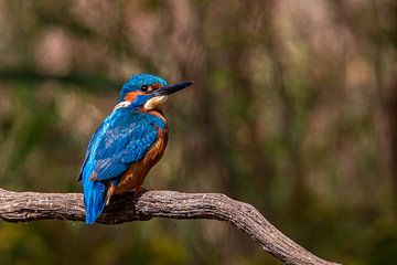 IJsvogeltje op tak van Natasja Bittner