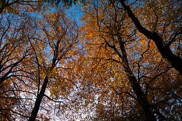Hersfstbomen van Leo Kramp Fotografie
