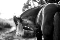 Grace in Motion: Elegant Horse in Black & White