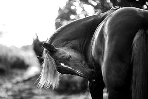 Elegantie in beweging | zwart-wit paard fine-art