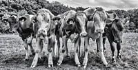 Vaches curieuses