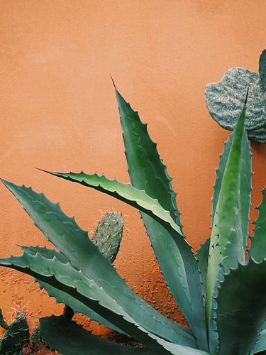 Terra-Kaktus - Botanischer Druck