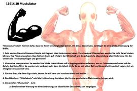 Musculature 11914.10