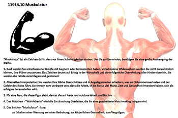 Musculature 11914.10