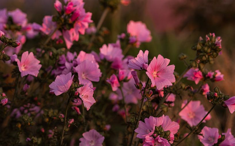 Rosa Malva moschata - Großmutters Blumengarten von Deborah de Meijer