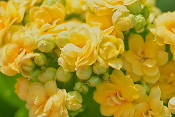 Dreamy yellow begonias by Jolanda de Jong-Jansen