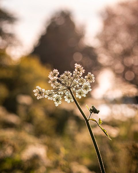 Nature 2 van Nuance Beeld