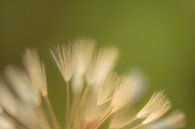 Dandelion detail by Moetwil en van Dijk - Fotografie thumbnail
