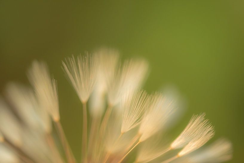 Dandelion detail by Moetwil en van Dijk - Fotografie