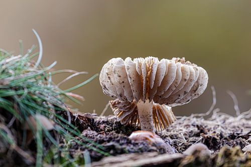 Lamelles de champignon