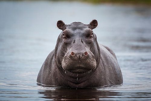 Portret van een Nijlpaard