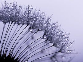 Backlight: a row of fluff on a dandelion with droplets by Marjolijn van den Berg