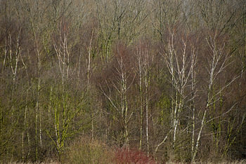 bomen herfstkleuren
